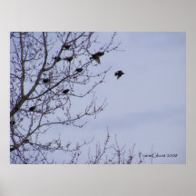 Starlings in Flight 1 Print