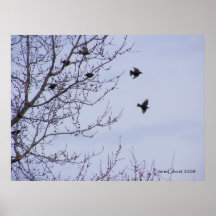 Starlings in Flight 2 Poster