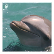 Starring a Dolphin Invitations