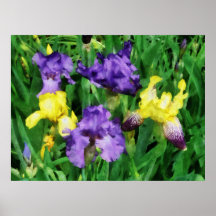 STARTING UNDER $20 - Yellow and Purple Irises Print