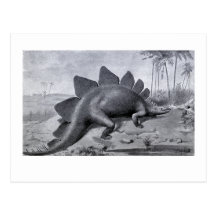 Stegosaurus Ungalatus Post Card