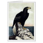 Steller’s Sea Eagle Greeting Cards