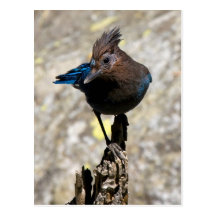 Stellers Jay-postcardcopy