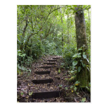 Steps ascending on path. Tropical Cloud Forest Post Card