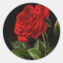 Sticker: A Beauty of a Rose
