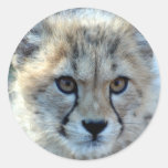 Sticker-cheetah-cub10x10