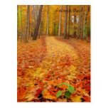 Still green, Autumn trails Post Cards