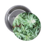 stink weed button
