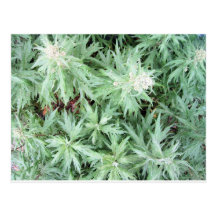 stink weed post cards