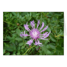 Stokes Aster Greeting Cards