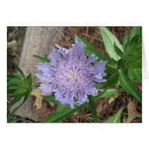 Stokes Aster, Stokesia laevis Card