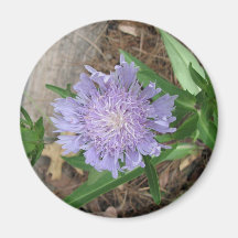 Stokes Aster, Stokesia laevis Magnet