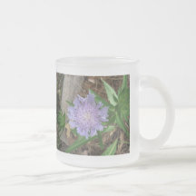 Stokes Aster, Stokesia laevis Mug