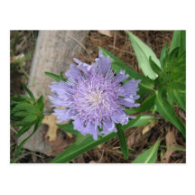 Stokes Aster, Stokesia laevis Post Cards