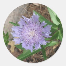 Stokes Aster, Stokesia laevis Stickers