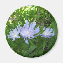 Stokesia, Stokes Aster Magnet