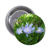 Stokesia, Stokes Aster Pin