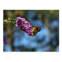 Stop and Smell the Flowers Post Cards