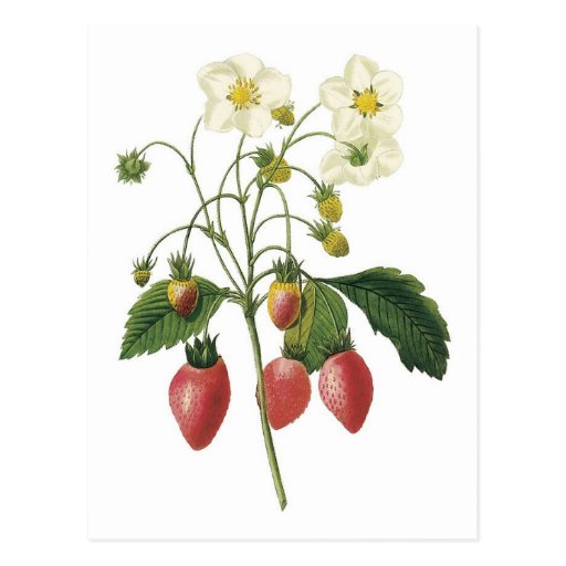 Strawberry botanical illustration postcard