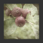 Strawberry Guava Wrapped Canvas canvas prints