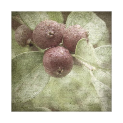 Strawberry Guava Wrapped Canvas Gallery Wrapped Canvas