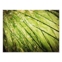 Streak Photographic Print