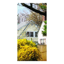 Street With Forthysia Photo Greeting Card