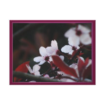 Stretched Canvas - Cherry Blosmoms Stretched Canvas Prints