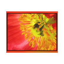 Stretched Canvas Print - Orange Corn Poppy