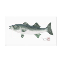 Striped Bass in Digitally Matched Colour Stretched Canvas Print