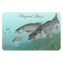 Striped Bass Painting Magnet