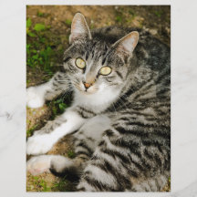 Striped cat flyer design