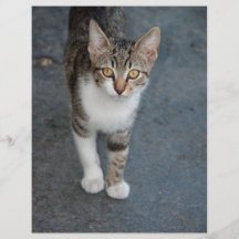 Striped cat personalized flyer