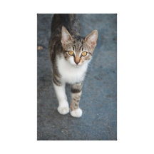 Striped cat stretched canvas print