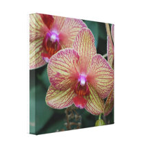 Striped Orchid Canvas Print