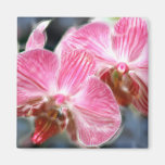 Striped Pink Phalaenopsis Orchids Refrigerator Magnet