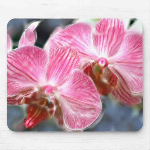 Striped Pink Phalaenopsis Orchids Mouse Pad