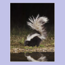Striped Skunk, Mephitis mephitis, adult at postcards