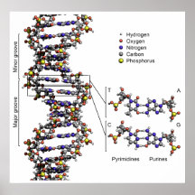 Structure of DNA Deoxyribonucleic Acid Diagram Posters