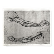 Study of Arms posters