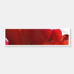 Sturt Desert Pea Flower Bumper Stickers