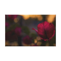 Subtle Kisses Gallery Wrap Canvas
