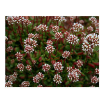 succulents in spring  Postcards