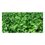 Sugarbeet field photo cards