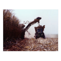 Sugarcane harvest postcard
