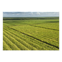 Sugarcane Plantations, Guyana Photo