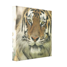 Sumatran Tiger Canvas Print