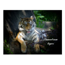 Sumatran tiger postcard