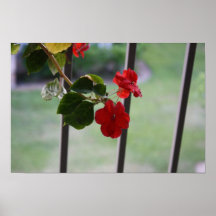Summer Afternoon: Red Imaptiens hang with patience Print