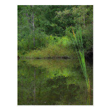 Summer at the Pond Post Card